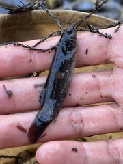 Umbra pygmaea
