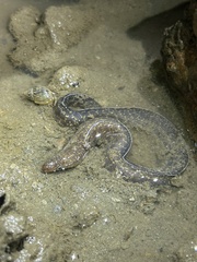 Gymnothorax pseudothyrsoideus