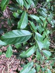 Diospyros fasciculosa