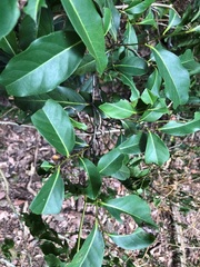 Diospyros fasciculosa