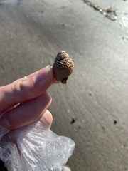 Nassarius perpinguis