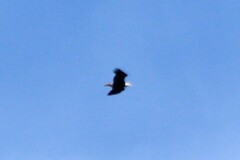 Haliaeetus leucocephalus