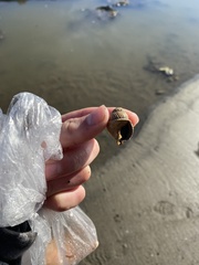 Nassarius perpinguis