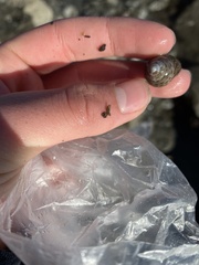 Calliostoma tricolor