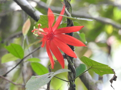 Passiflora vitifolia