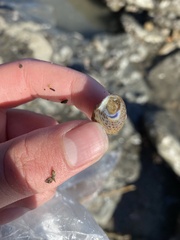 Calliostoma tricolor
