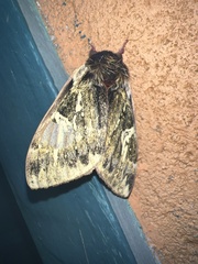 Dirphiopsis epiolina