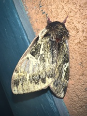 Dirphiopsis epiolina