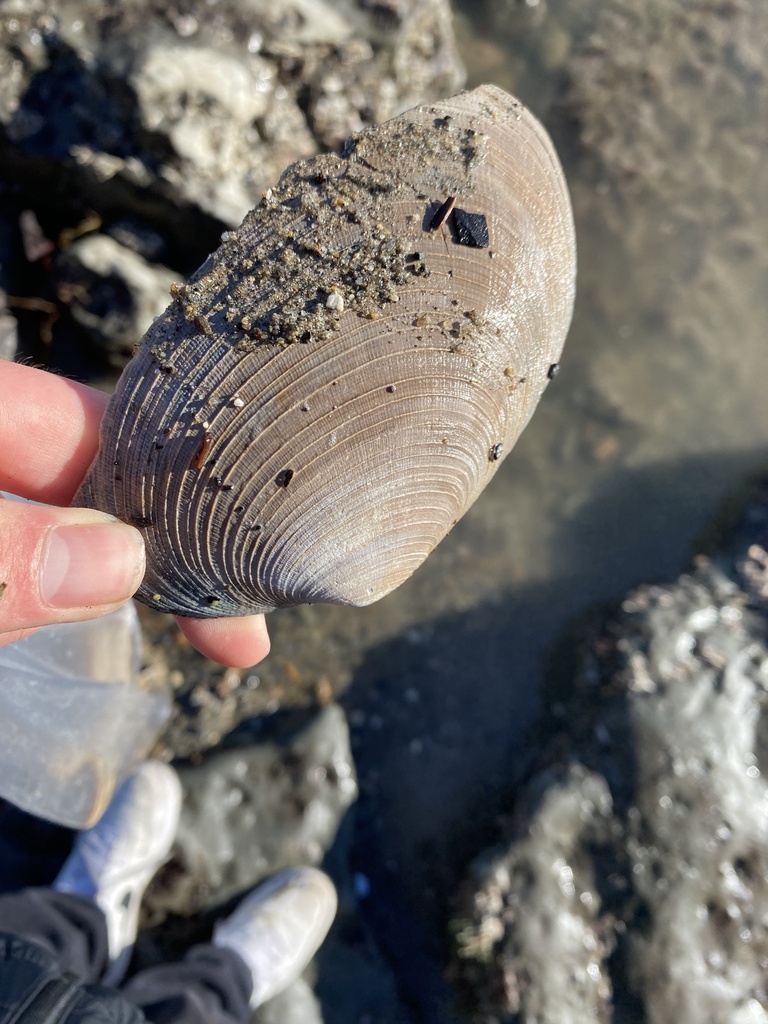 Thin-shelled Littleneck