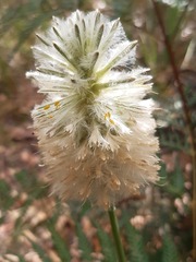Ptilotus macrocephalus