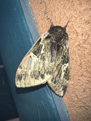 Dirphiopsis epiolina