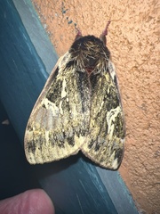 Dirphiopsis epiolina