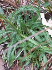 Ptilotus macrocephalus