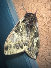 Dirphiopsis epiolina