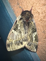 Dirphiopsis epiolina