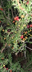 Condalia microphylla
