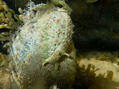 Dolabrifera brazieri