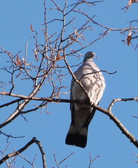 Columba palumbus