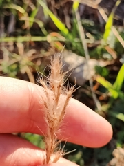 Bothriochloa torreyana
