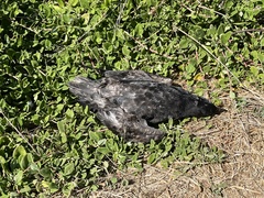 Ardenna tenuirostris