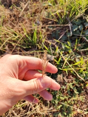 Bothriochloa torreyana
