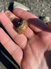 Calliostoma gloriosum