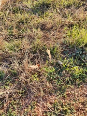 Bothriochloa torreyana