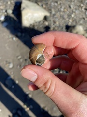 Calliostoma gloriosum