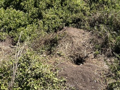 Ardenna tenuirostris