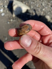 Calliostoma gloriosum