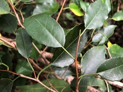 Excoecaria dallachyana