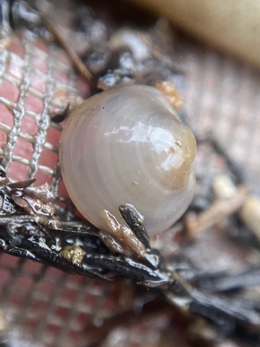 Swamp Fingernailclam