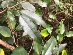 Excoecaria dallachyana