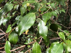 Excoecaria dallachyana