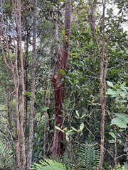 Tristaniopsis yateensis