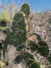 Opuntia pilifera