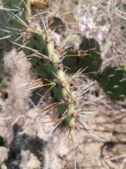 Opuntia pilifera