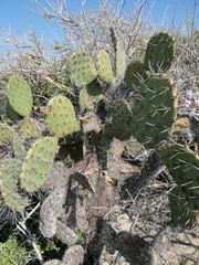 Opuntia pilifera
