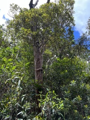 Tristaniopsis yateensis