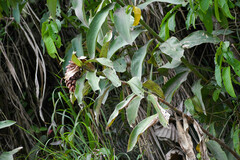 Costaceae