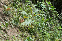 Bocconia frutescens