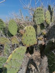 Opuntia pilifera