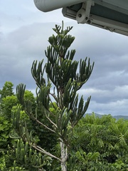 Araucaria rulei
