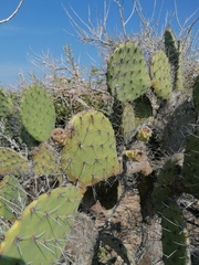Opuntia pilifera