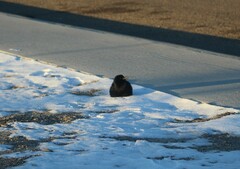 Corvus brachyrhynchos