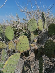 Opuntia pilifera