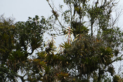 Tillandsia fendleri