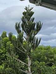 Araucaria rulei