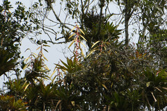 Tillandsia fendleri