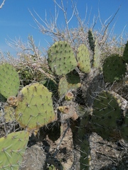 Opuntia pilifera